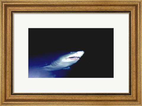 Framed Ragged-tooth Shark Print