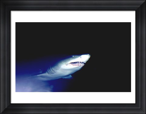 Framed Ragged-tooth Shark Print