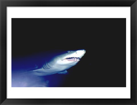 Framed Ragged-tooth Shark Print