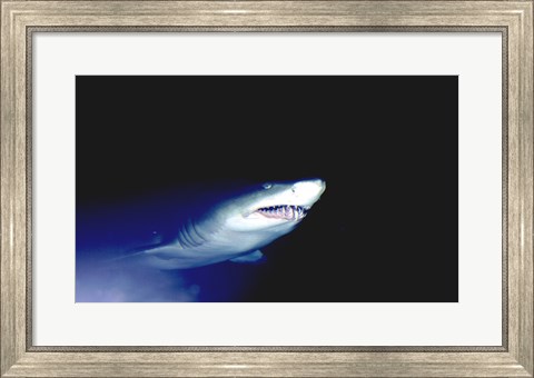 Framed Ragged-tooth Shark Print