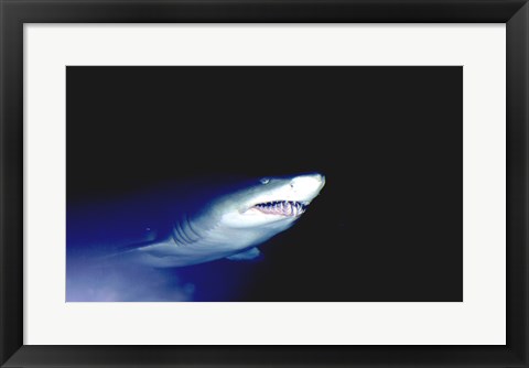 Framed Ragged-tooth Shark Print