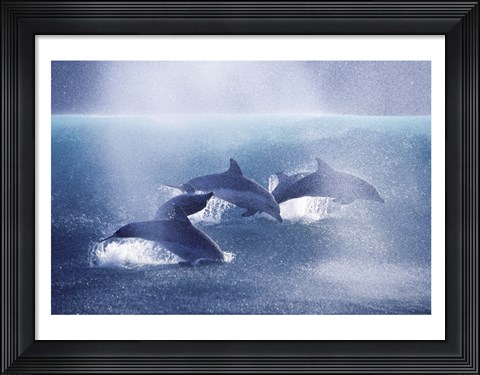 Framed Dolphins Print