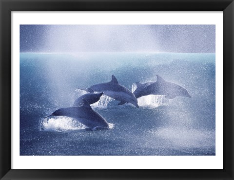 Framed Dolphins Print