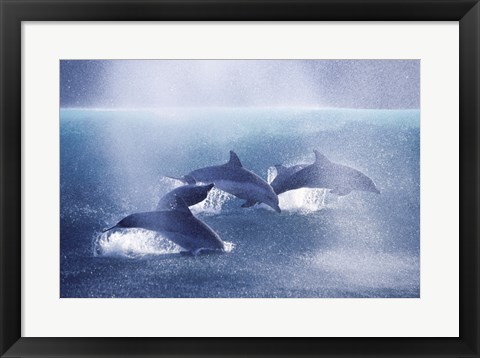 Framed Dolphins Print