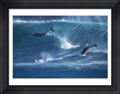 Framed Dolphins Catching A Wave Print