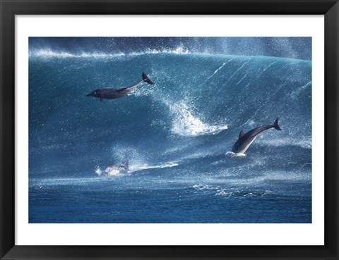 Framed Dolphins Catching A Wave Print