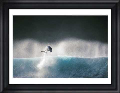 Framed Dolphin breaching in the sea Print