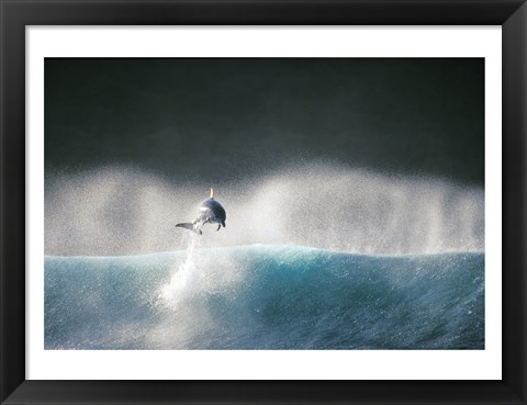 Framed Dolphin breaching in the sea Print