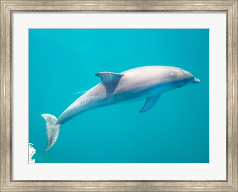 Framed Side profile of a dolphin underwater Print