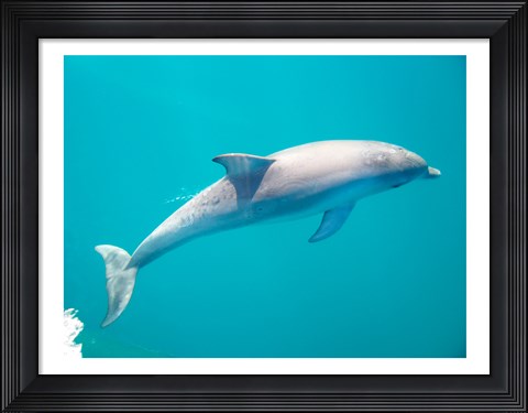 Framed Side profile of a dolphin underwater Print