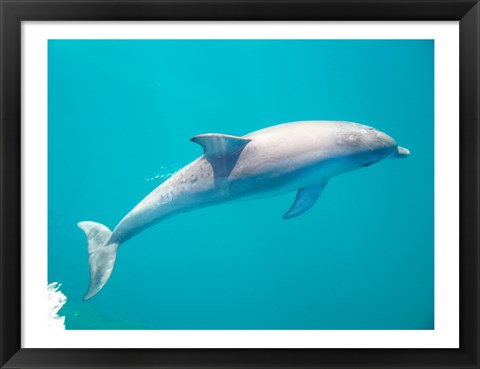 Framed Side profile of a dolphin underwater Print