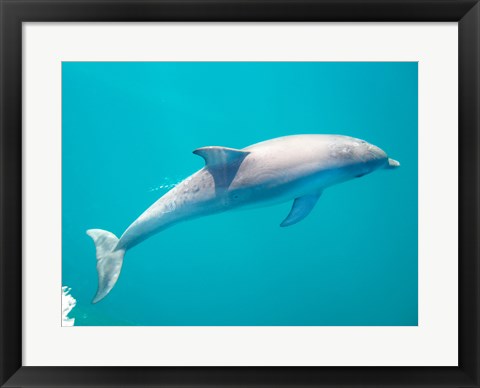 Framed Side profile of a dolphin underwater Print