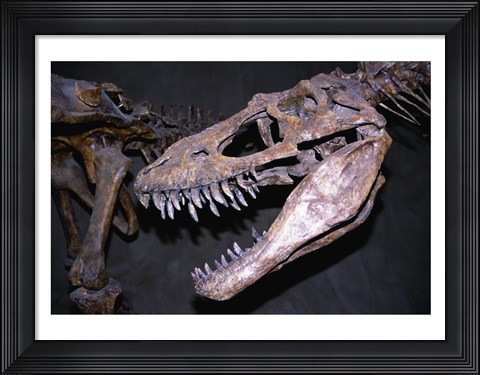 Framed Albertosaurus, Royal Tyrrell Museum, Drumheller, Alberta, Canada Print