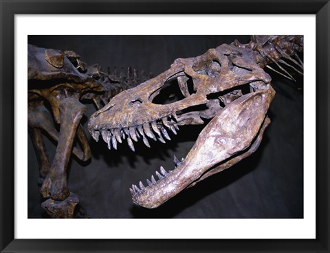 Framed Albertosaurus, Royal Tyrrell Museum, Drumheller, Alberta, Canada Print