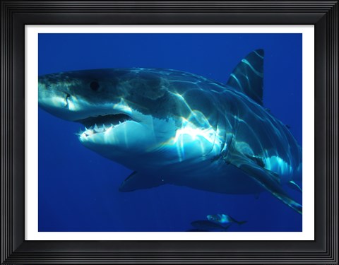 Framed Greatwhite Print