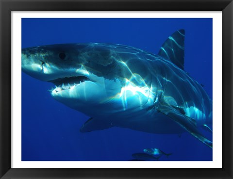 Framed Greatwhite Print