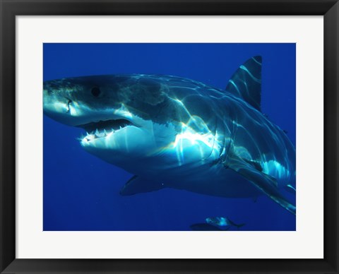 Framed Greatwhite Print