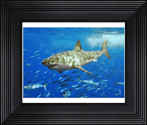 Framed White Shark Print