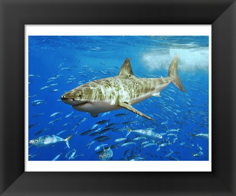 Framed White Shark Print