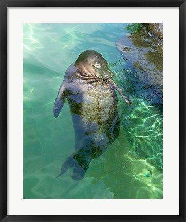 Framed Hawaiian Monk Seal Print
