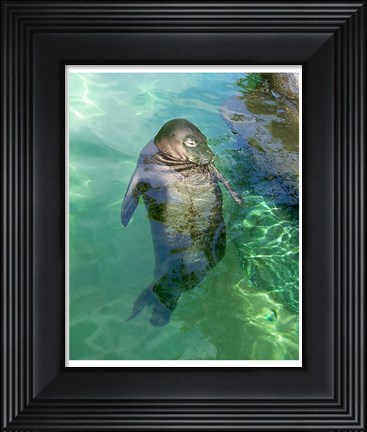 Framed Hawaiian Monk Seal Print