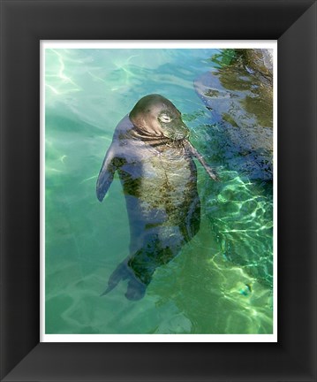 Framed Hawaiian Monk Seal Print