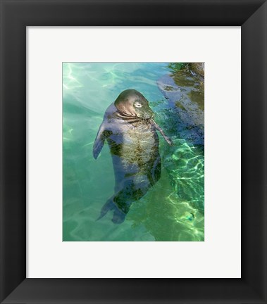 Framed Hawaiian Monk Seal Print