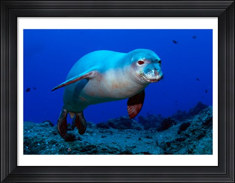 Framed Monk Seal Print