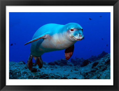 Framed Monk Seal Print