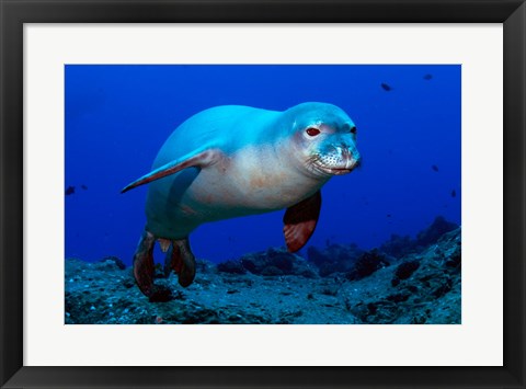 Framed Monk Seal Print