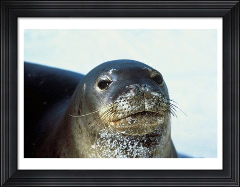 Framed Monk Seal Print