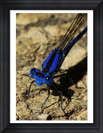 Framed Springwater Dragonfly Print