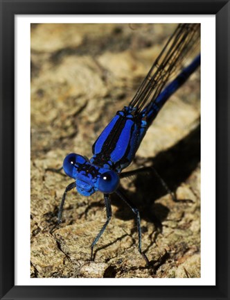 Framed Springwater Dragonfly Print