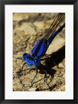 Framed Springwater Dragonfly Print