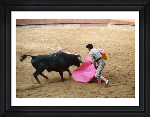Framed Matador fighting a bull, Plaza de Toros, Ronda, Spain Print