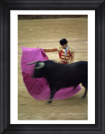 Framed matador and a bull at a Bullfight, Spain Print