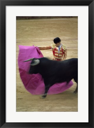 Framed matador and a bull at a Bullfight, Spain Print