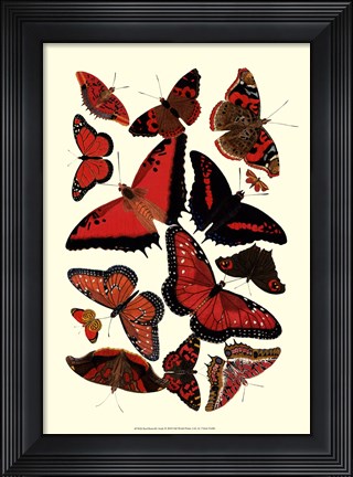 Framed Red Butterfly Study Print