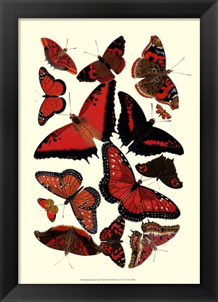 Framed Red Butterfly Study Print