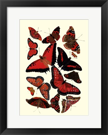 Framed Red Butterfly Study Print