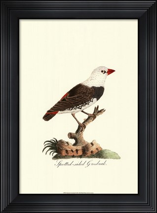 Framed Spotted Grosbeak Print