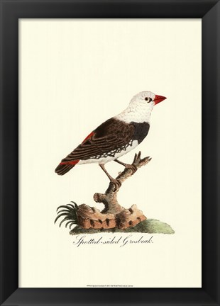 Framed Spotted Grosbeak Print