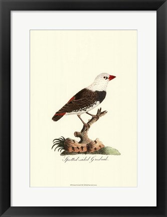 Framed Spotted Grosbeak Print