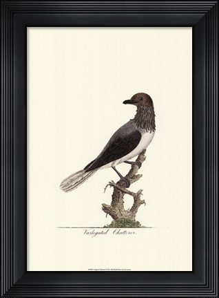 Framed Varigated Chatterer Print