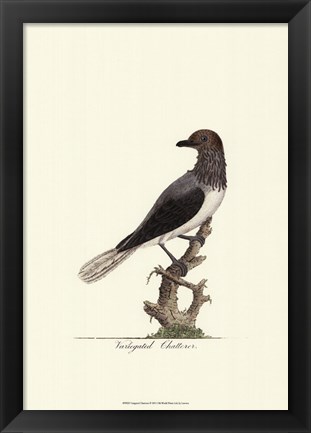 Framed Varigated Chatterer Print