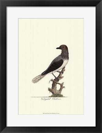 Framed Varigated Chatterer Print