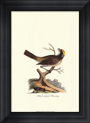 Framed Black-crowned Bunting Print