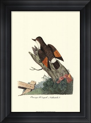 Framed Orange-winged Nuthatch Print