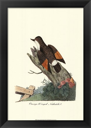 Framed Orange-winged Nuthatch Print