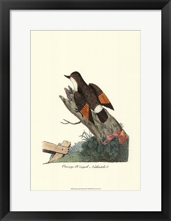 Framed Orange-winged Nuthatch Print